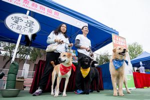 Animal adoption day